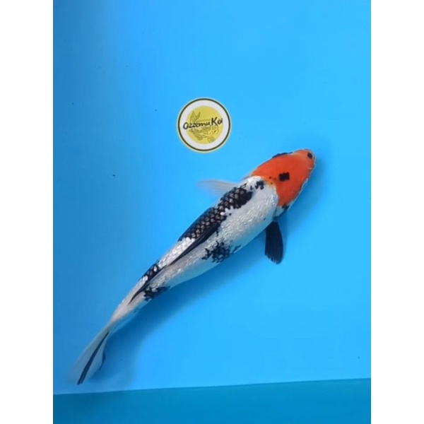 Ikan Koi Blitar Showa Ginrin Istimewa