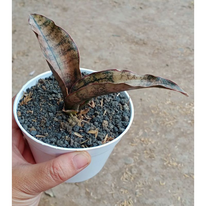 tanaman sanseviera kirkii