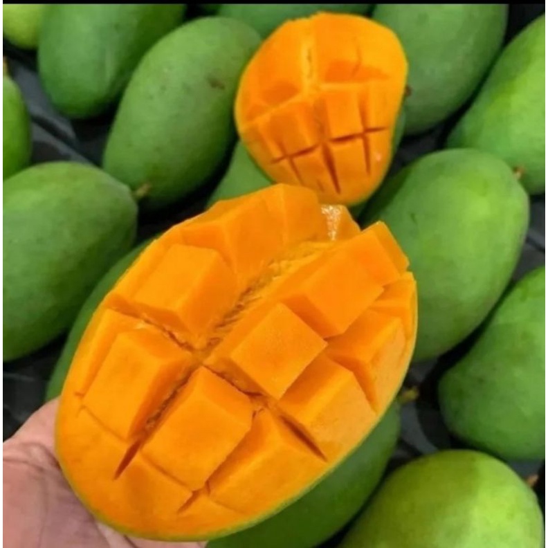 

mangga harum manis paket 5 kg
