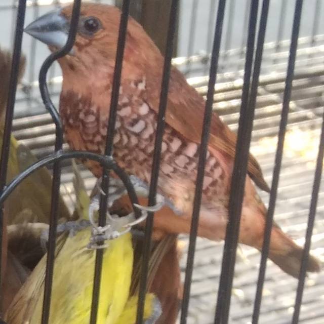 Gojek Burung Emprit Shopee Indonesia