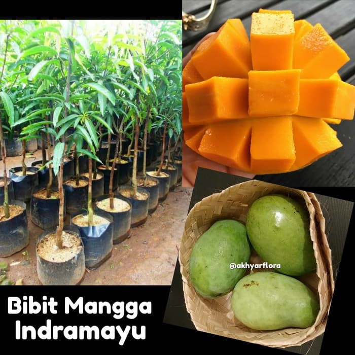 Bibit Mangga Indramayu Tanaman Buah Mangga Indramayu Bibit Mangga