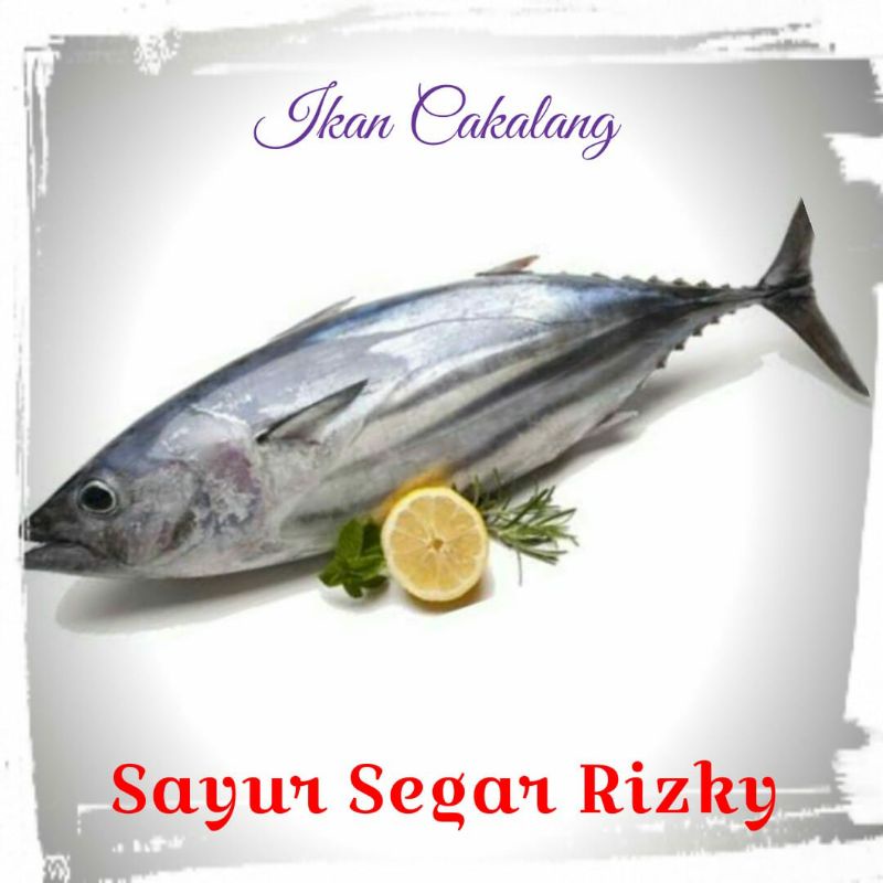 

Ikan Cakalang 1kg (potongan)