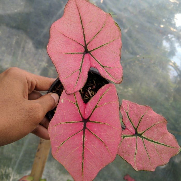 caladium cantik ori biji real pict tanaman hias keladi kode 521