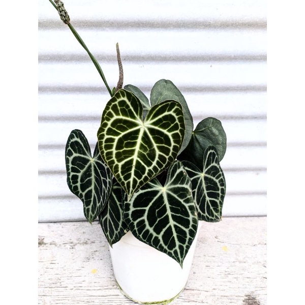 kuping gajah clarinervium tarantula dark form