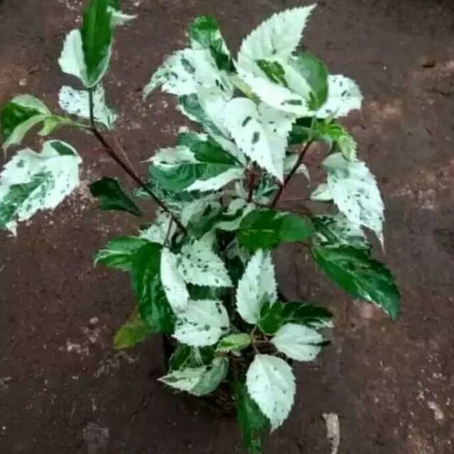 Tanaman hias kembang sepatu varigata - pohon kembang sepatu varigata