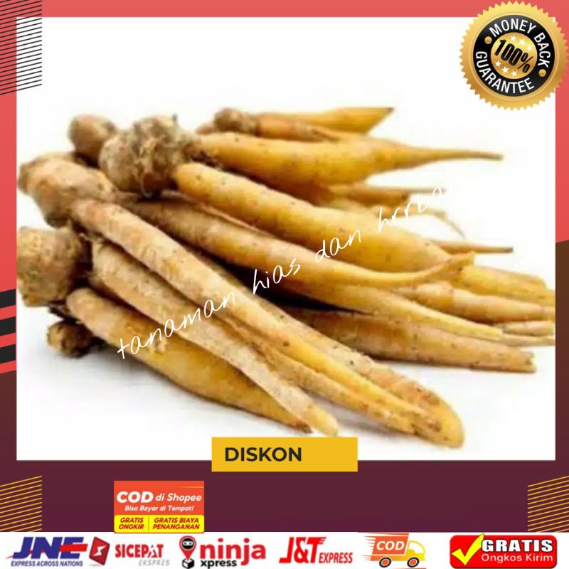 

Temu kunci temu kunci segar fresh 1kg termurah