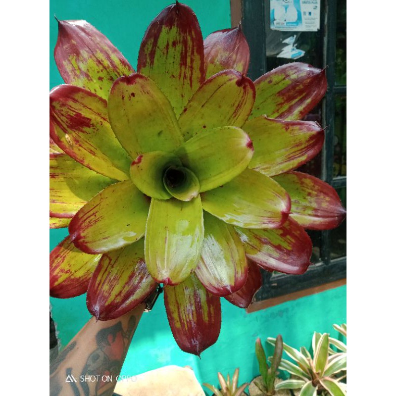 bromelia manila black