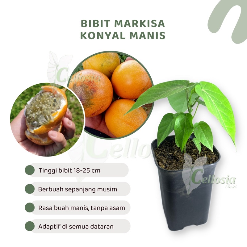 Bibit Tanaman Buah Markisa Konyal Manis Orange / Markisa Madu
