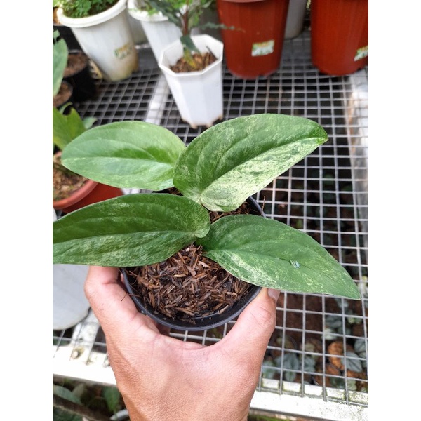 Raphidopora kortalsii