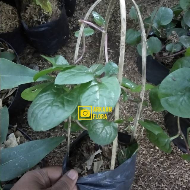 Tanaman binahong merah - daun binahong