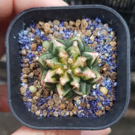 Cactus gymnocalycium variegated multicolor kaktus gymno varigata