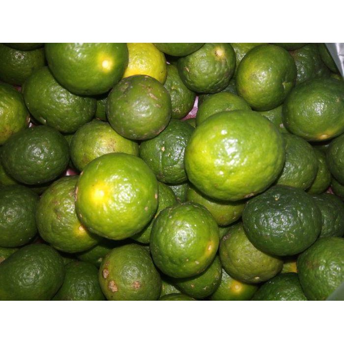 

Jeruk Sambal /jeruk limau BERKUALITAS