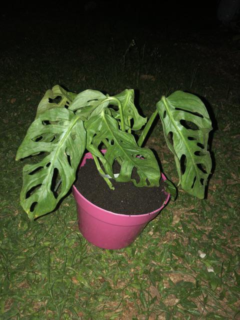 Bibit Tanaman Monstera Obliqua Philodendron Monstrea Daun Janda Bolong