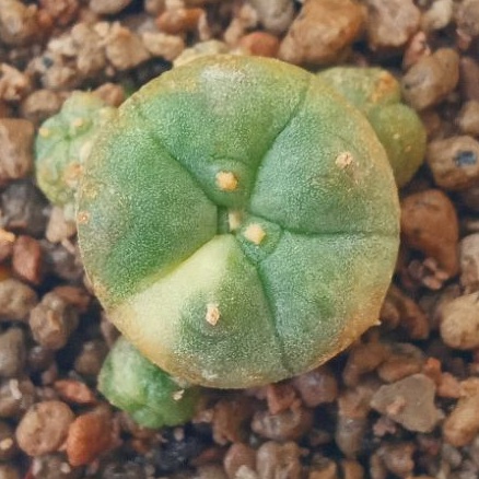 Kaktus Lophophora Williamsii Variegata | Lopho | Lophophora | Variegata