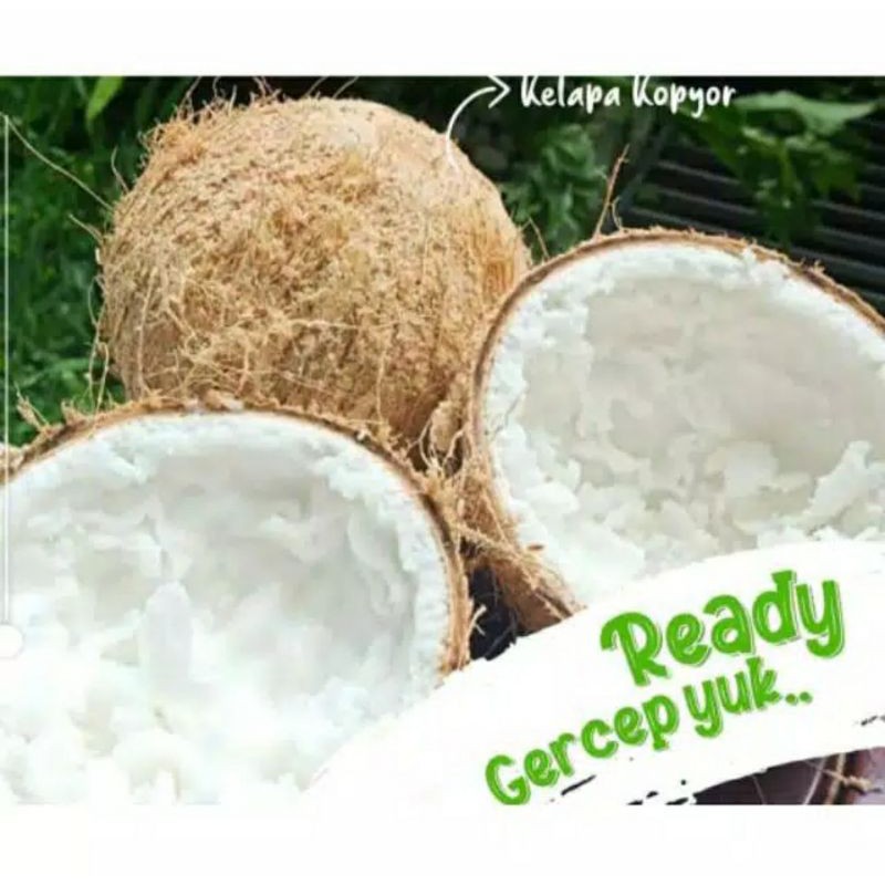 

Kelapa Kopyor (Sedang) Murah Asli Sumenep 100% Original belike.co