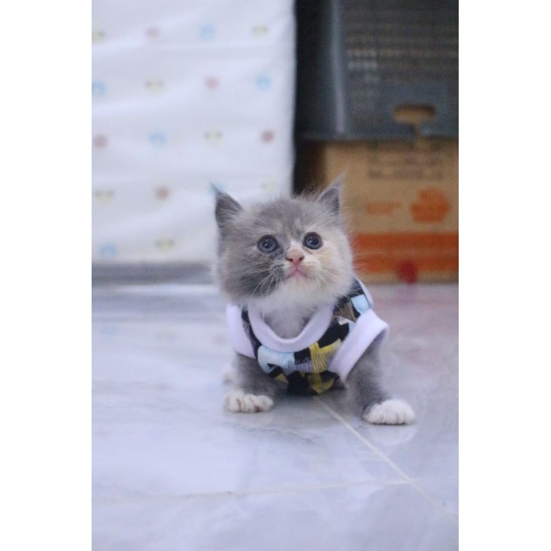 Kaos rumahan motif kotak-kotak #0182 lucu untuk kucing dan anjing / baju kucing murah size S-XL