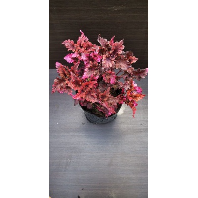 

Miana Coleus