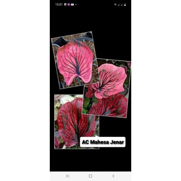 CALADIUM AC MAHESA JENAR