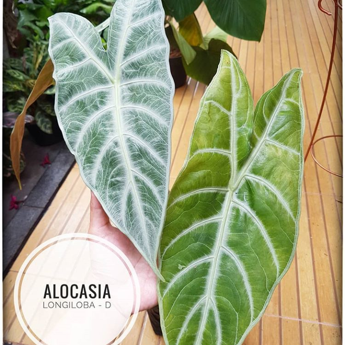 tanaman hias alocasia longiloba - alocasia silver - alokasia
