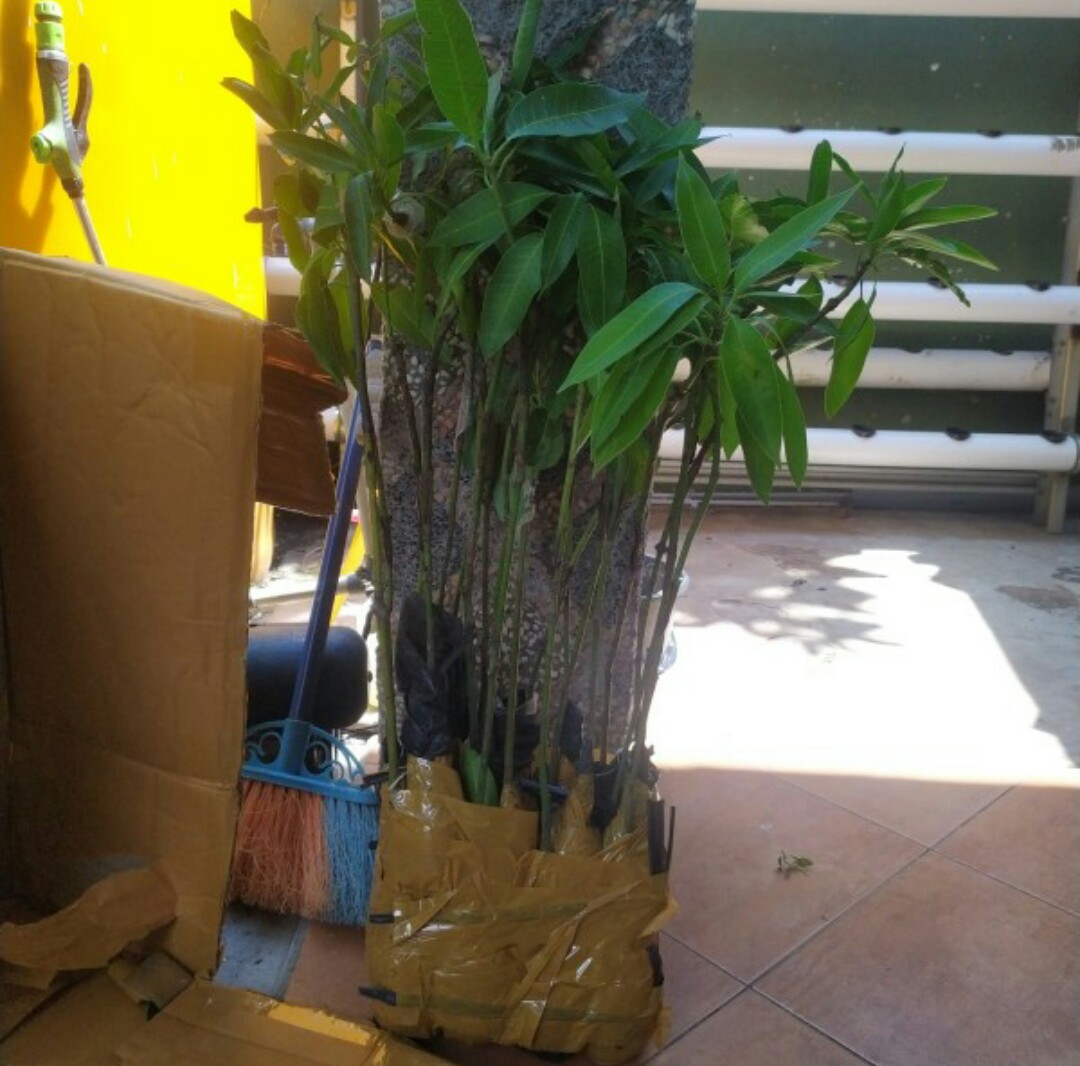 Terlaris  Bibit Tanaman Buah Alpukat Hass Asli!!!!