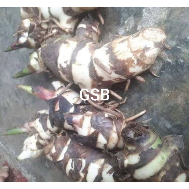 

Umbi ganyong putih segar 1 kg bisa untuk bibit