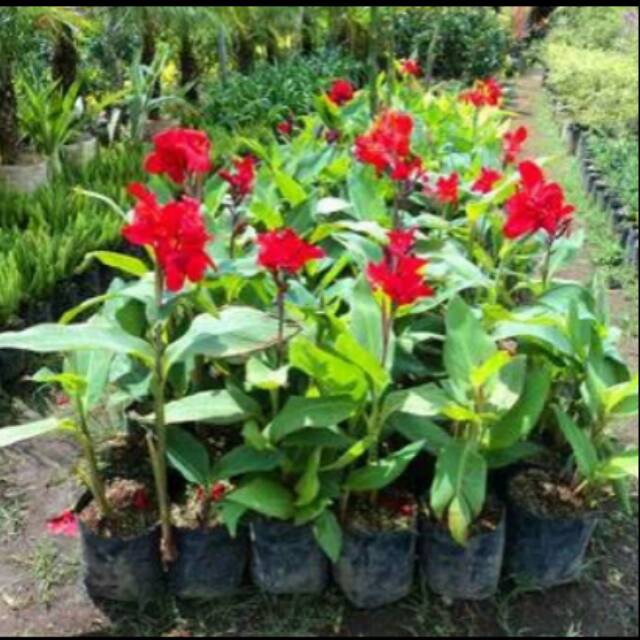 Pohon kana bunga kana