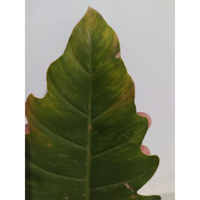 philodendron caramel varigata / phillo dendron caramel marble