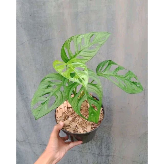 Monstera acuminata / janda bolong acuminata
