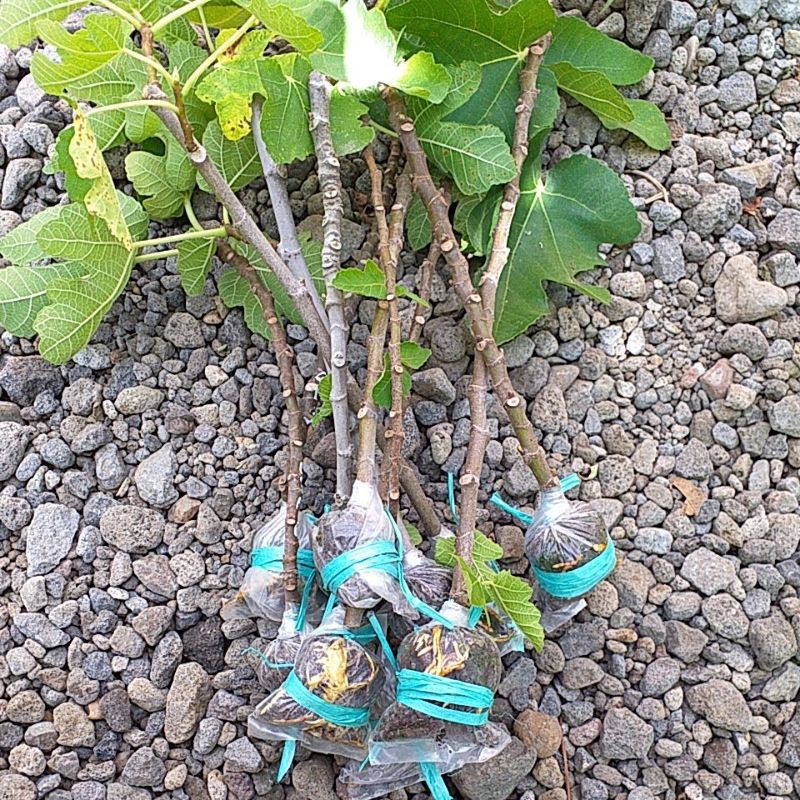 Potong cangkok buah Tin