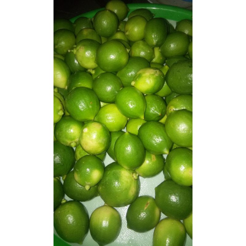 

Jeruk Lemon Lokal 1kg