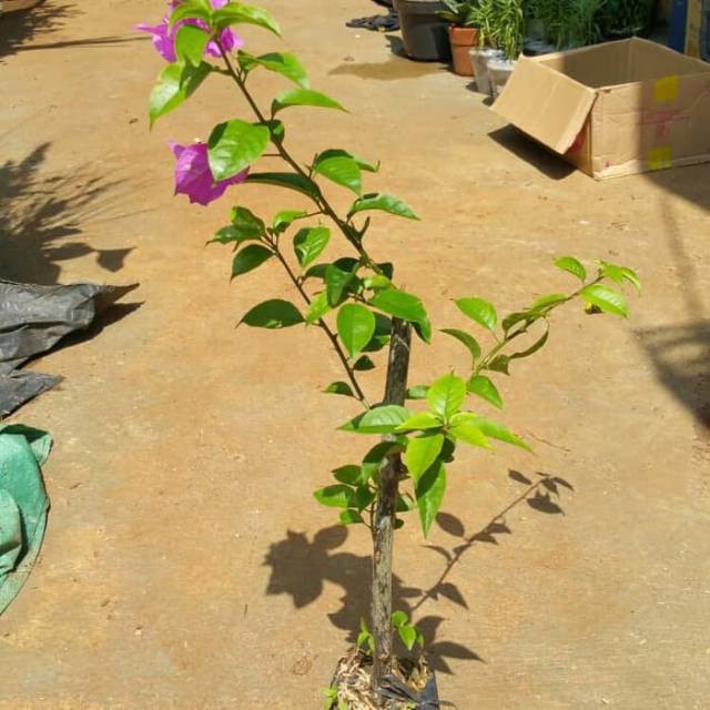 Tanaman hias bugenvil - bibit bugenvil - pohon bugenvil