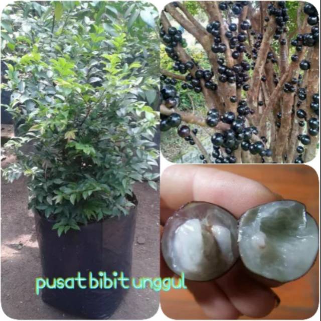 Bibit buah anggur brazil cangkok kwalitas super