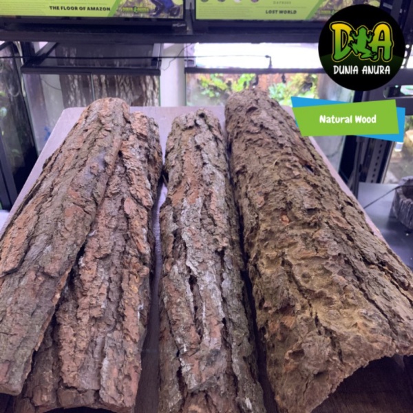 promo murah 10 ekor cicak hidup pakan hewan predator Berkualitas