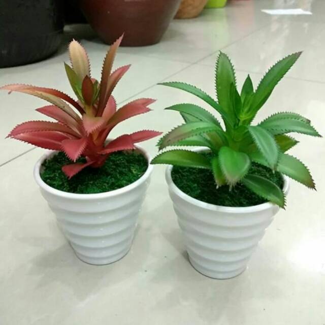 Naindo sekulen cantik dengan Pot melamin putih