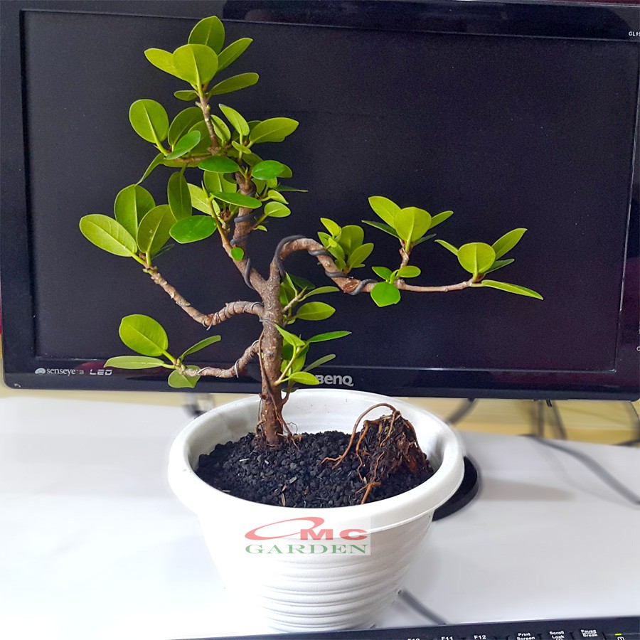 Bonsai Bonsae Mame Beringin Korea Mini Dolar Tanaman Hias Pohon B-BK-005