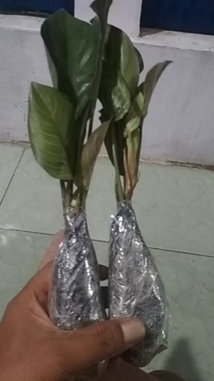 Jual  Tanaman Hias Aglonema Rotudum  _