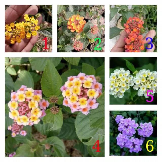 

Bibit bunga lantana