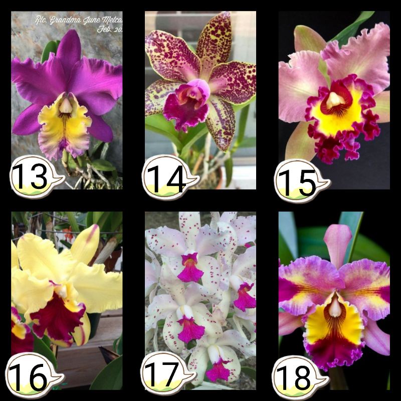 Anggrek Cattleya seedling ( bunga besar )