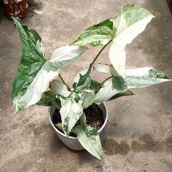syngonium albo/variegata
