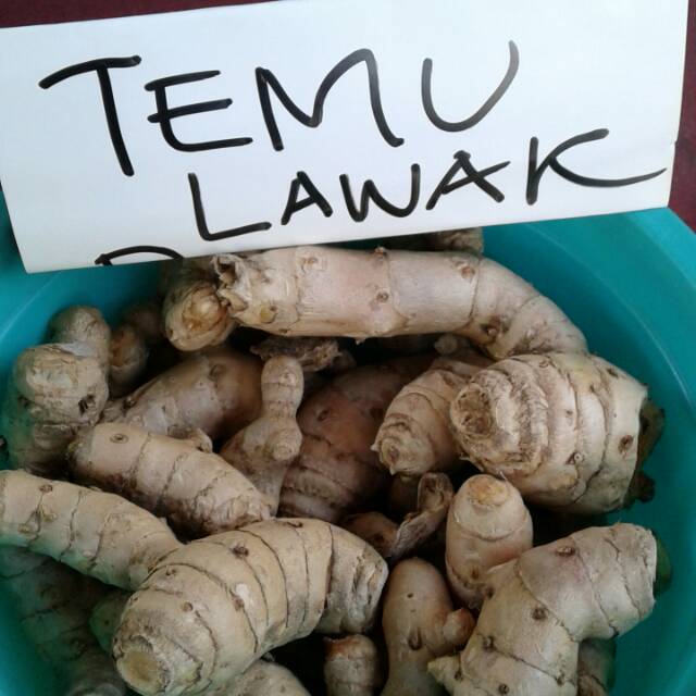 

Obat Tradisional Temu Lawak, Temu Putih, Temu Mangga