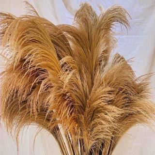 PALING MURAH!! PAMPAS LOKAL 10 pcs TANPA BULU/ RAYUNG / DRIED PAMPAS