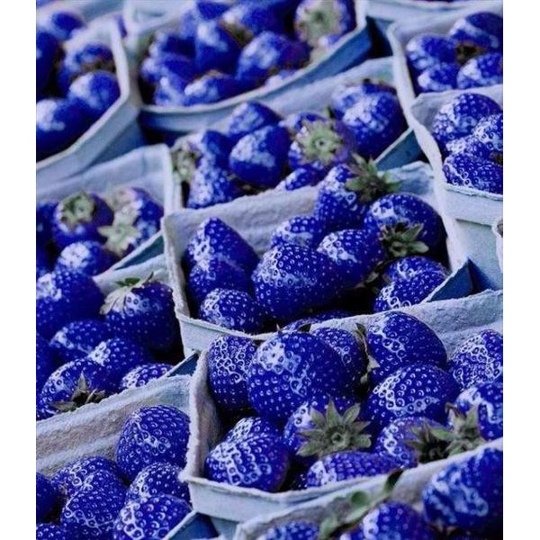 Tanaman Benih Bibit Biji Buah Strawberry Biru/blue Import 50 but