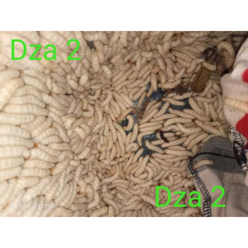 ulat bambu cilung cangcilung isi 1000, buat umpan ikan/pakan burung dll