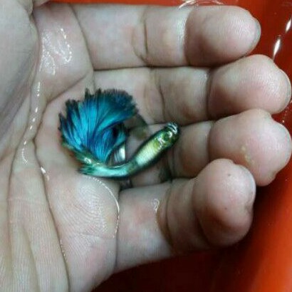 ikan guppy blue diamond