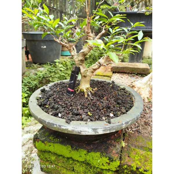 BONSAI ANTING PUTRI SMALL