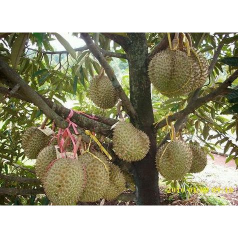 Super! Bibit Durian Bawor *_$