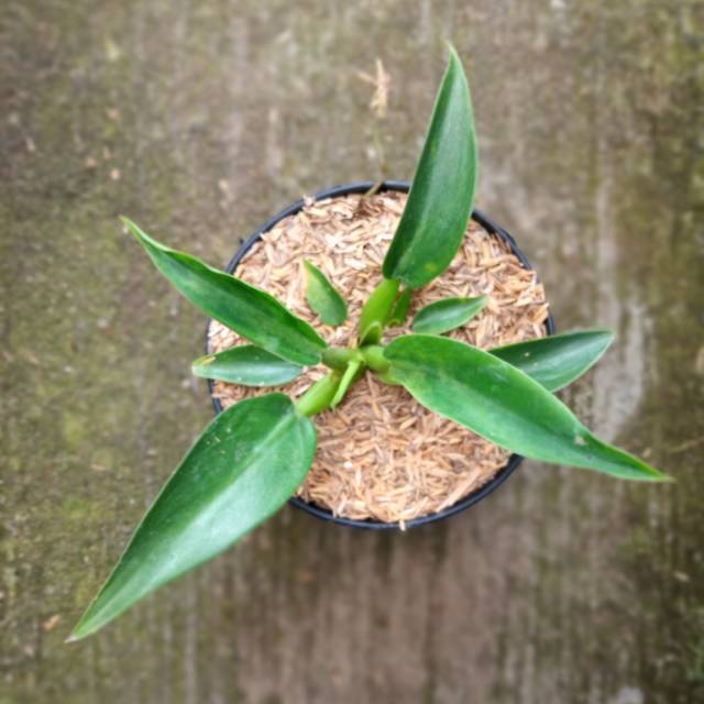 Tanaman hias Philodendron Katak - Philo katak filo pilo fhilo