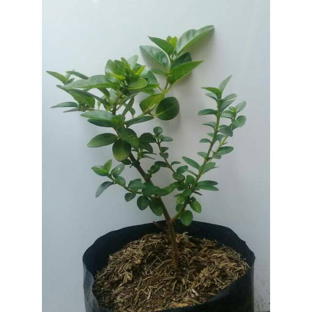 Bibit bonsai sancang