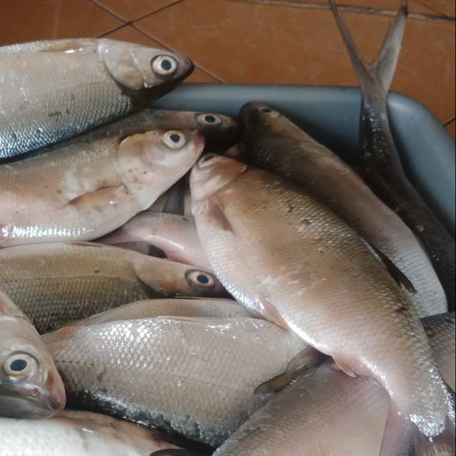 

Ikan bandeng segar per kg 39.000