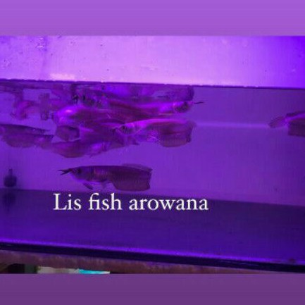ikan arwana silver red arwana silver ekor merah